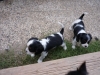29-09-09-cav-8-wo-001 29-09-09-cav-8-wo-001