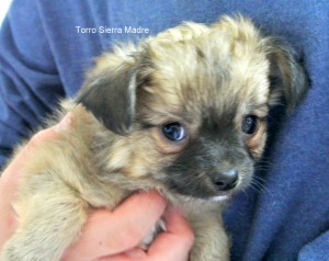 Langhaar Chihuahua Torro Sierra Madre,8 Wochen, frei