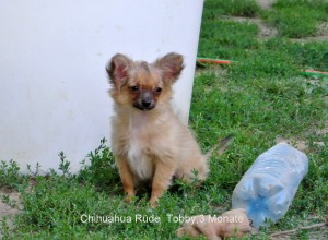 Chihuahua Rüde Torro frei