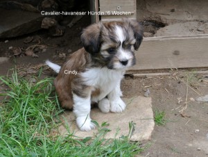 Cindy, Cavalier-Havaneser Hündin, 6 Wochen