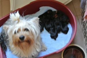 Yorkshire Terrier zum Barbarakreuz, 3 Tage alt, alle satt und zufrieden- Reservierung geg. Anzahlung möglich: 0253885402