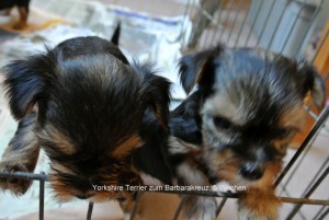 Yorkshire Terrier zum Barbarakreuz, 5 Wochen , Rüde und Hündin frei 