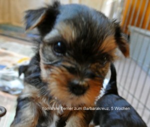 Yorkshire Terrier zum Barbarakreuz, 5 Wochen Rüde und Hündin frei