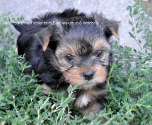  Yorkshire Terrier zum Barbarakreuz, 6 Wochen Yorkshire Terrier zum Barbarakreuz, 6 Wochen Rüde und Hündinnen frei 0253885402