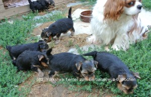 Yorkshire Terrier zum Barbarakreuz, 6 Wochen Rüde und Hündinnen frei 0253885402 1. Ausflug in den Garten. Kinderfrau Jessy passt auf, dass sie sich nicht verlaufen.