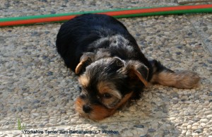 2015.08.22 Yorkshire Terrier zum Barbarakreuz, 7 Wochen, Rüde und Hündin frei