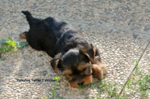 2015.08.22 Yorkshire Terrier zum Barbarakreuz, 7 Wochen, Rüde und Hündin frei