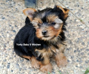 Yorkshire Terrier zum Barbarakreuz 9 Wochen, Rüde frei 