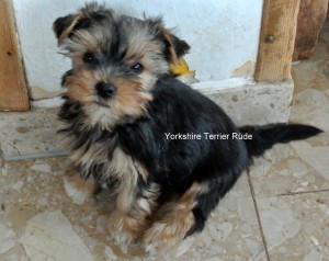 Yorkshire Terrier zum Barbarakreuz-9 Wochen Rüde frei