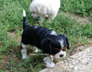 Cavalier Babys sind zwar erst 5 Wochen alt, aber schon sehr tüchtig.