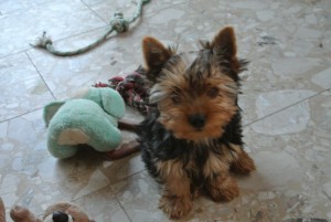 Yorkie Baby, Rüde,16 Wochen