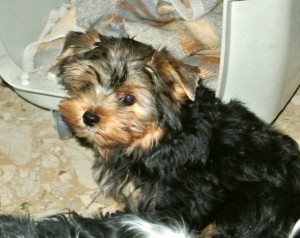 Yorkie Baby Rüde,12 Wochen