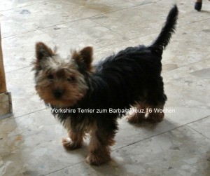 Rüde, 16 Wochen