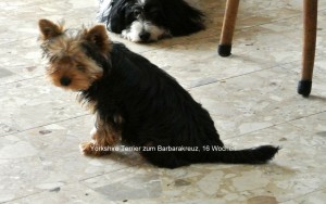 Yorkshire Terrier zum Barbarakreuz, Rüde, 16 Wochen, frei.er ist sehr lieb, zutraulich, immer lustig, wird besonders schön, wiegt z.Zt.1,96 kg, hat Impfung, Chip, Eu Pass, Stammbaum.