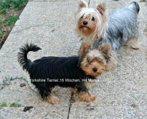 Yorkie 16 Wochen