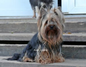 Yorkshire Terrier, unser Zuchtrüde