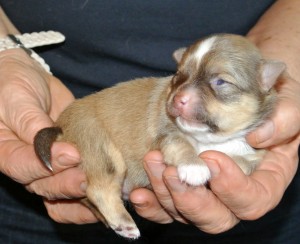Chihuahua Sierra Madre Hündin, 12 Tage alt, macht grad die Augen auf.-frei Reservierung: 02538 85 402