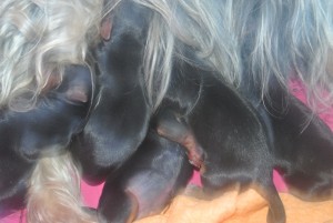 Yorkshire Terrier zum Barbarakreuz, neugeboren. 