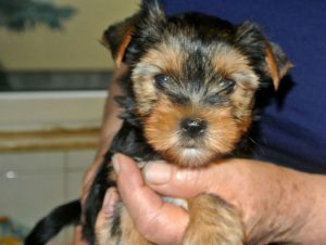 Yorkshire Terrier zum Barbarakreuz 6 Wochen