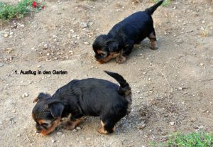 Yorkshire Terrier zum Barbarakreuz, 6 Wochen