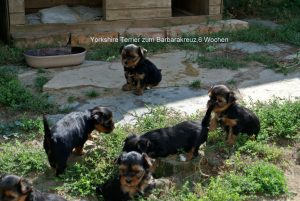 Yorkshire Terrier zum Barbarakreuz 7. Woche, sind bei gutem Wetter draußen,-abzugeben