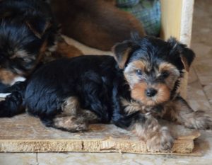 Yorkshire Terrier zum Barberekreuz, 9. Woche