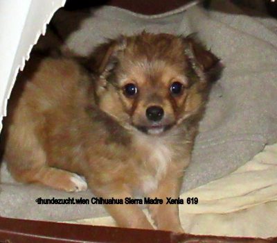 Xenia-lustiges Chihuahua Mädchen frei